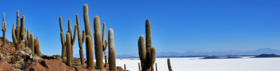 Fischinsel auf dem Salar de Uyuni/Bolivien